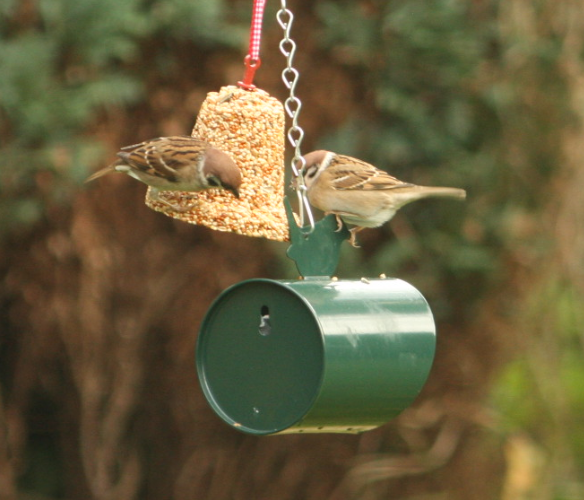 Ringmussen bij het vogelvoer