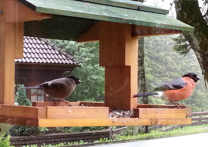 Goudvinken op de voederplank