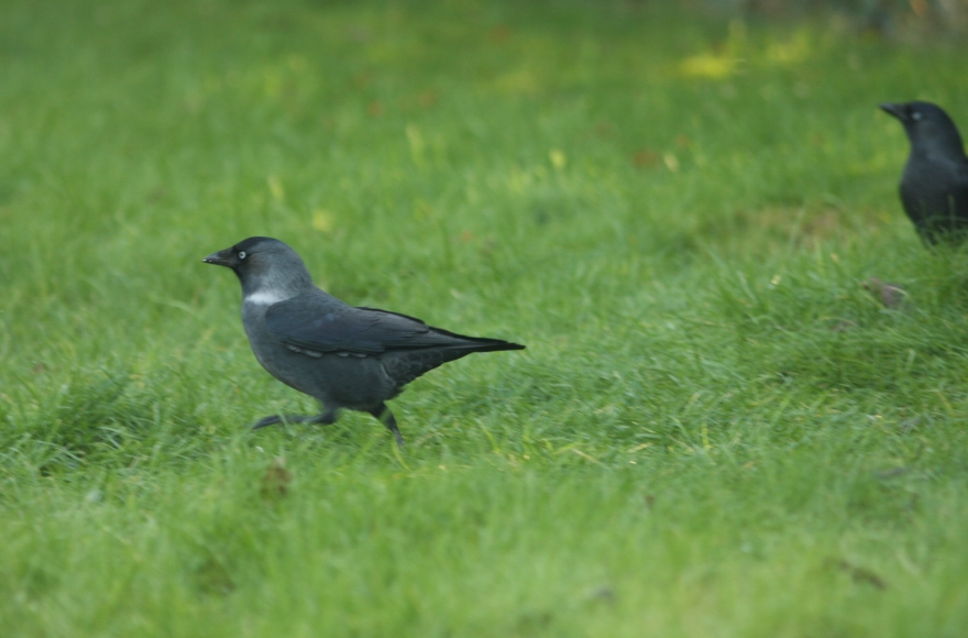 Russische Kauw of niet