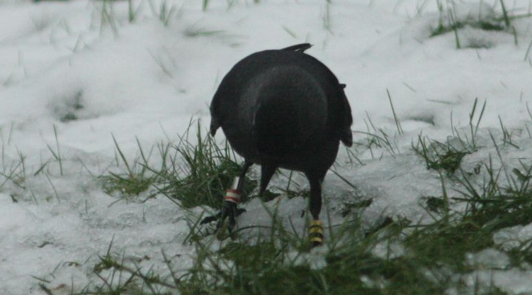 Geringde Kauw eindelijk op foto