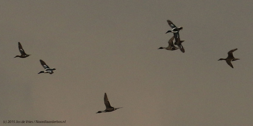 Pijlstaarten en slobeenden