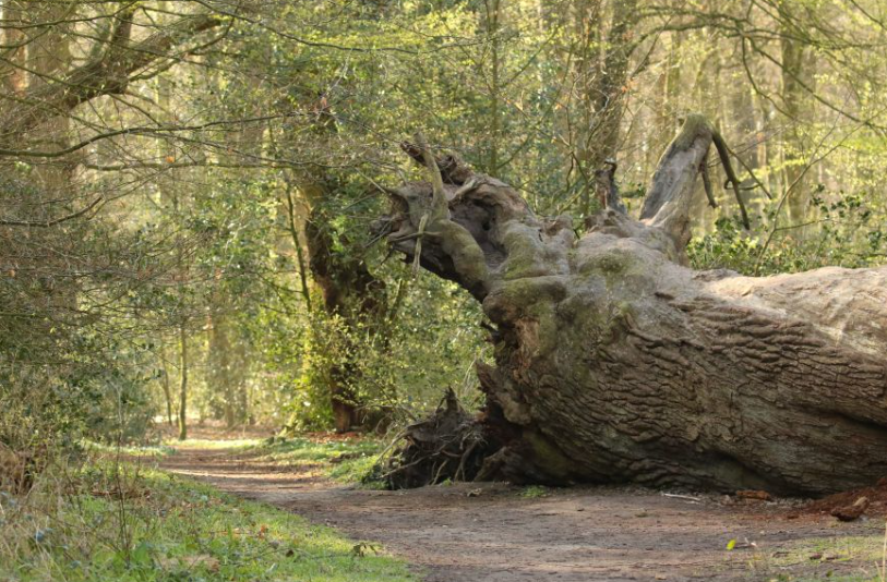 Oude boom Neuenburger Urwald