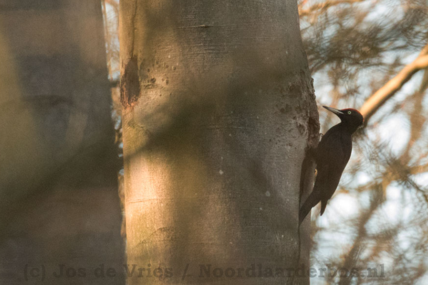 Zwarte Specht
