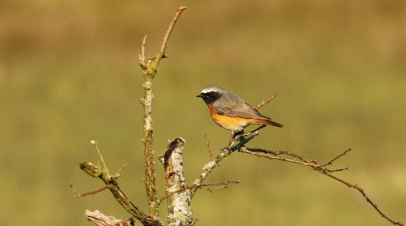 Gekraagde Roodstaart