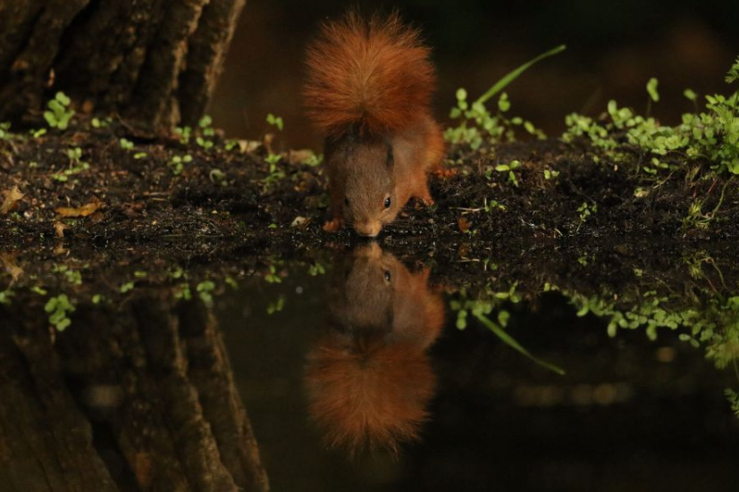 Eekhoorn bij de waterbak.