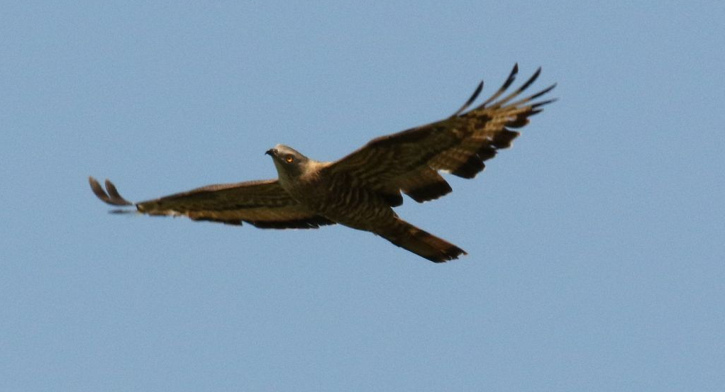 Wespendief Fochterloerveen