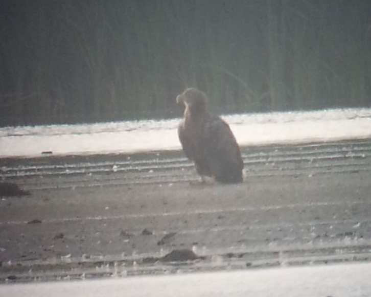 Zeearend Lauwersmeer
