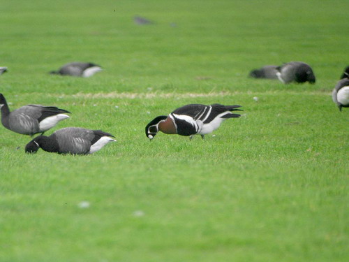Roodhalsgans tussen de rotganzen.