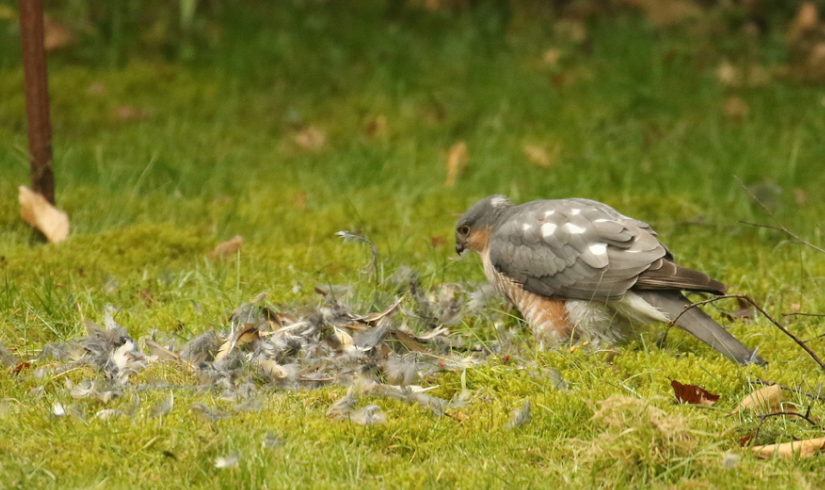Sperwer vs Zanglijster