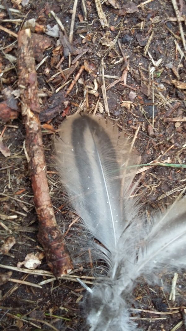 Gevonden veer in het Noordlaarderbos