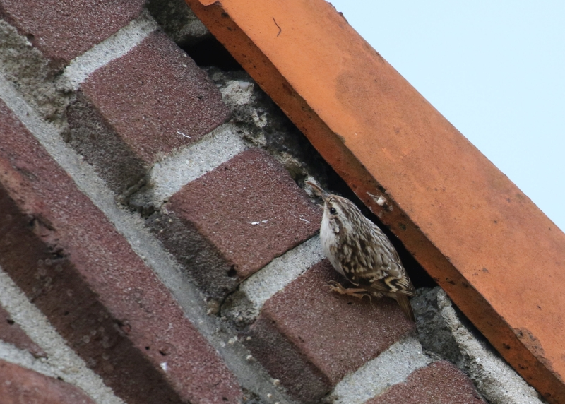 Boomkruiper onder de dakpannen