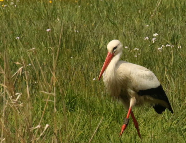 Ooievaar in Lieveren.