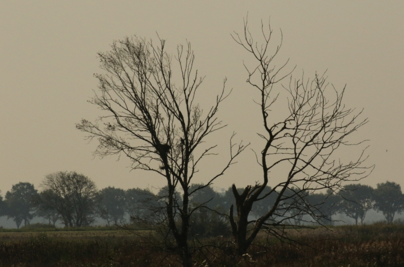 Grijze Wouw in een boom