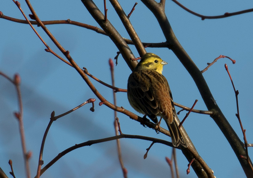 Geelgors Oude Schans
