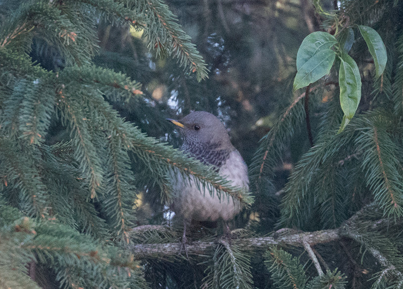 Zwartkeellijster in Scheemda.