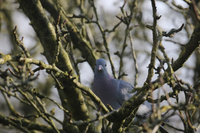 Holenduif in een berk.