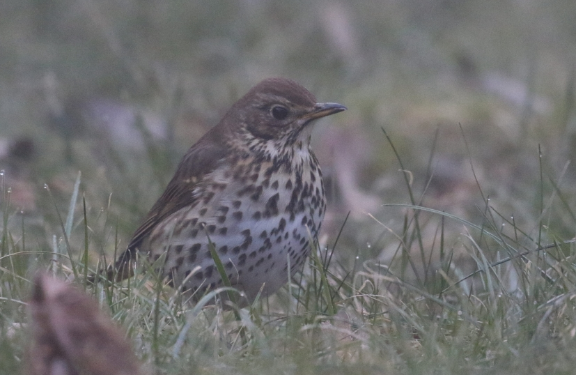 Zanglijster in de mist