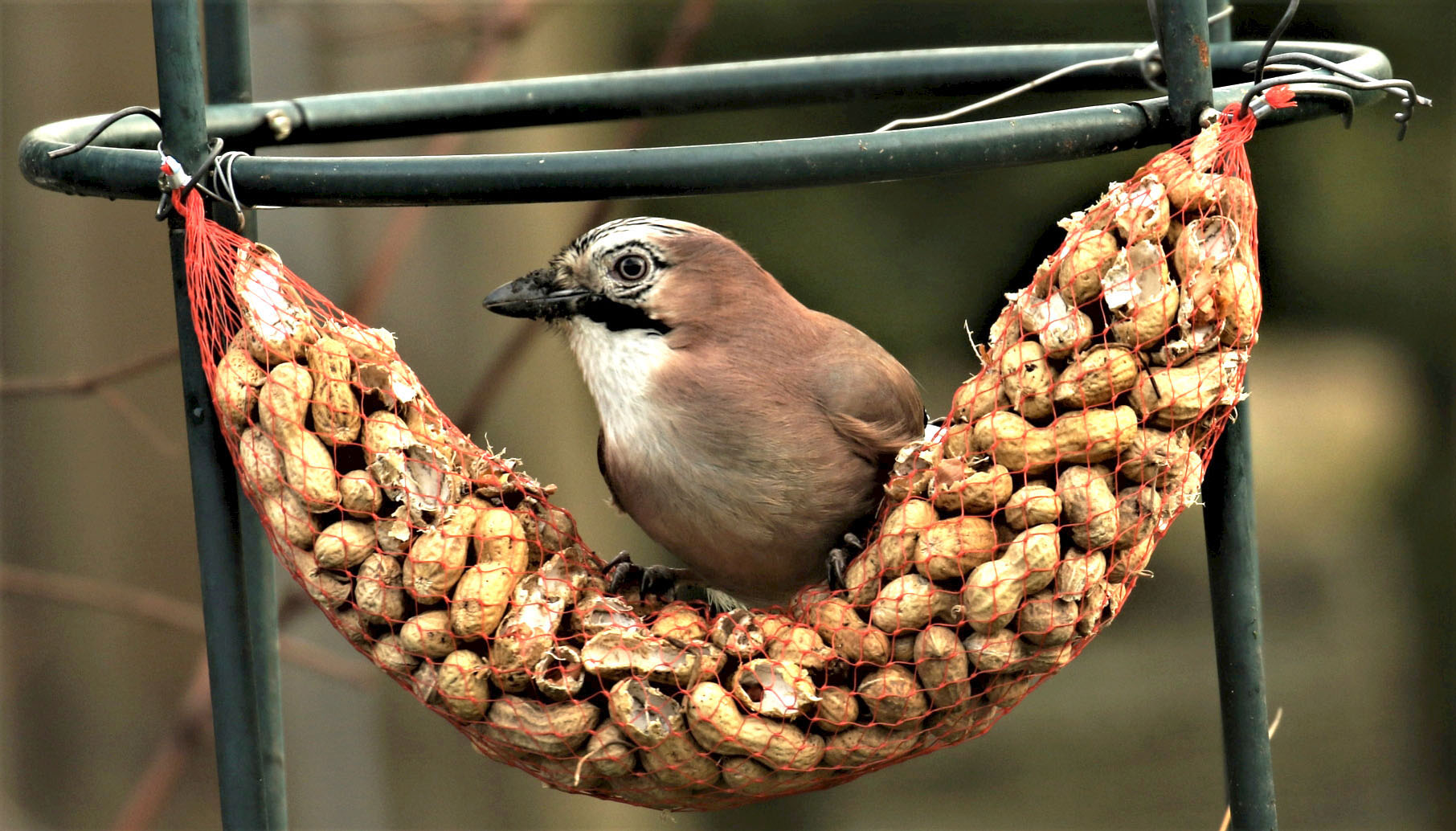 Gaai bij de doppinda's