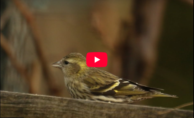 Sijsje op de voederplank