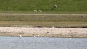 Flamingo in de Breebaartpolder
