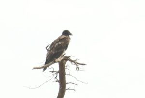 Lammergier bij de Archemerberg