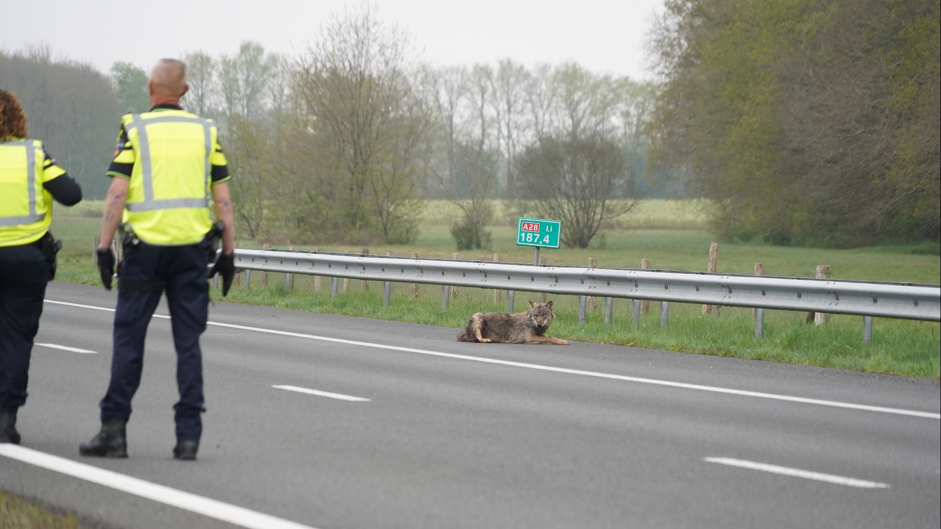 Wolf op de A28